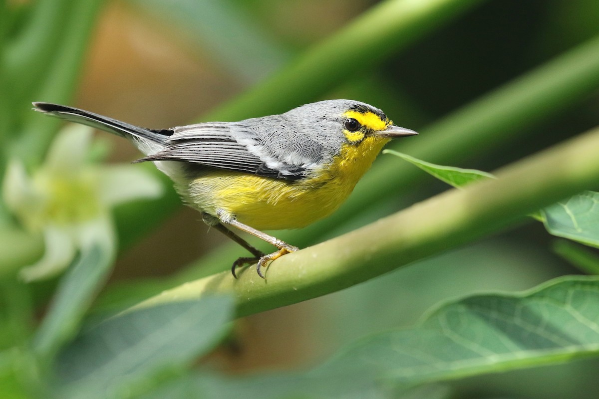 St. Lucia Warbler - ML211796961