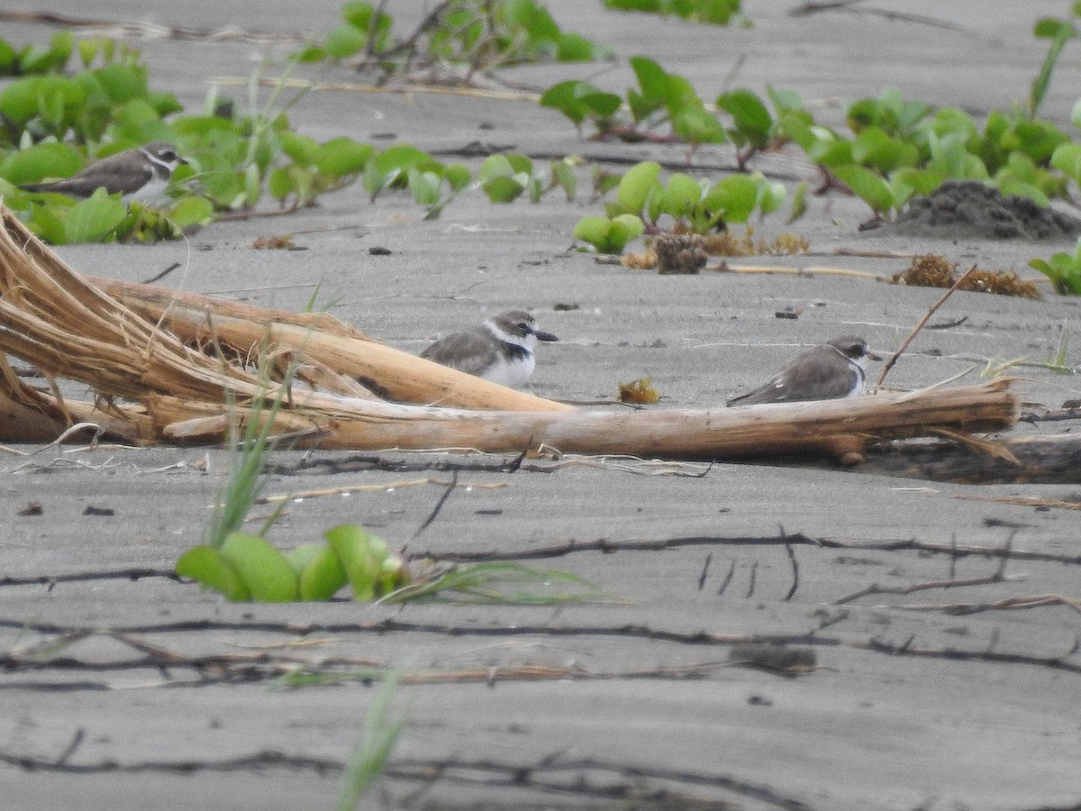 Wilson's Plover - Erika Gates