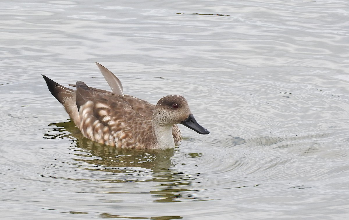 Crested Duck - Tresa Moulton