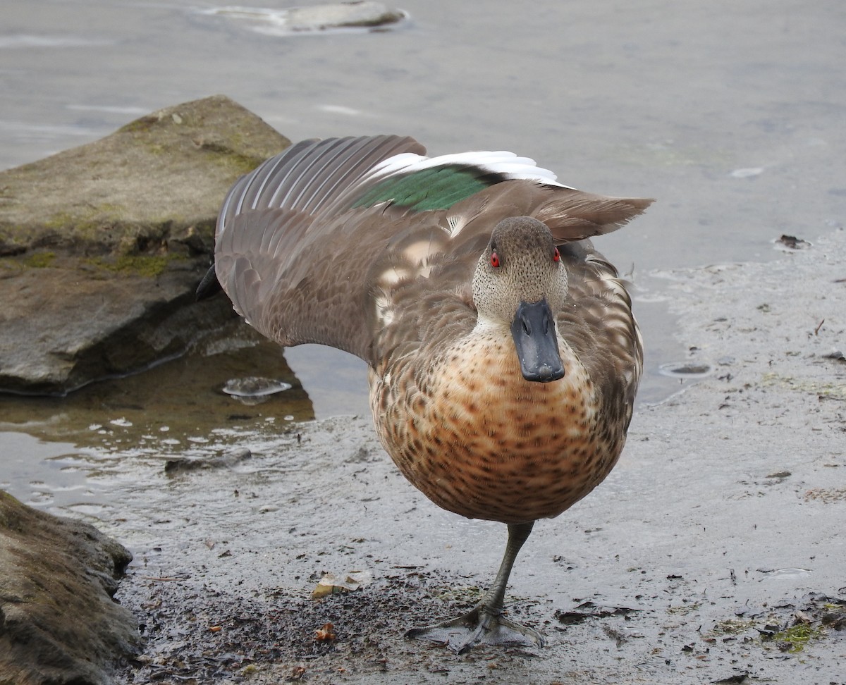 Crested Duck - Tresa Moulton