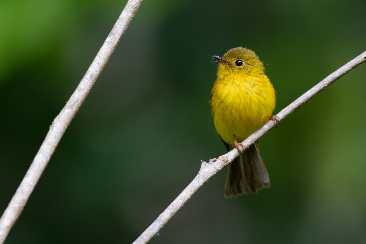 Citrine Canary-Flycatcher - ML211800641