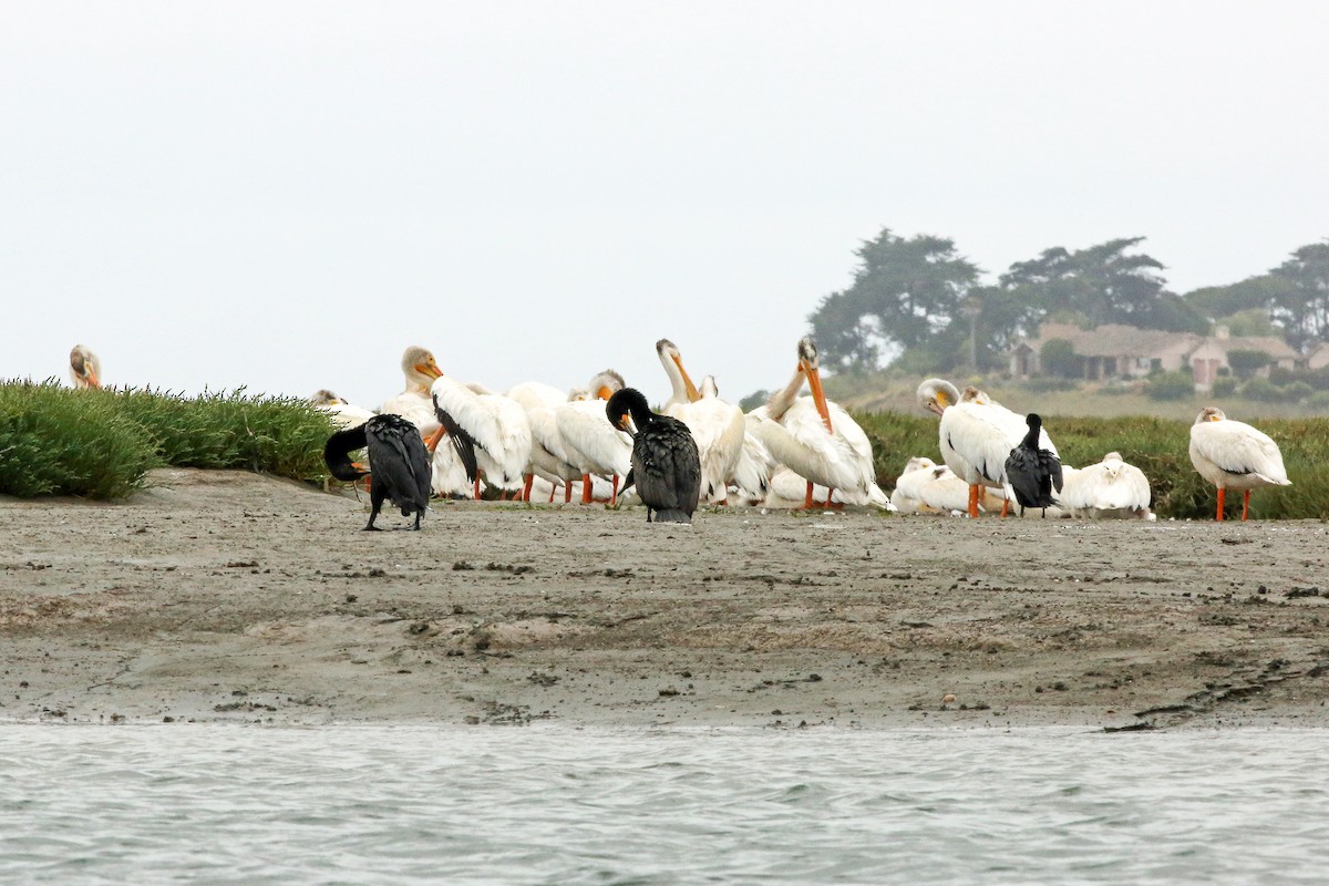 American White Pelican - ML211800791