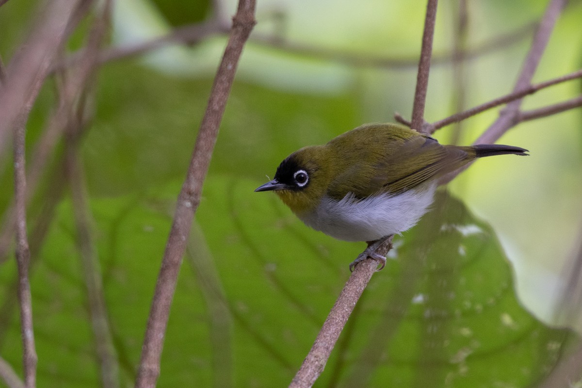 Black-crowned White-eye - Ana Paula Oxom