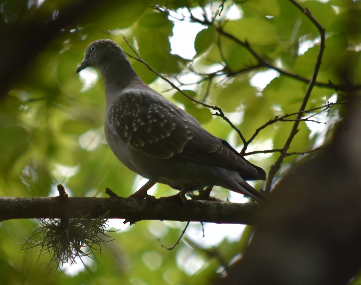 Pigeon tigré - ML211801901