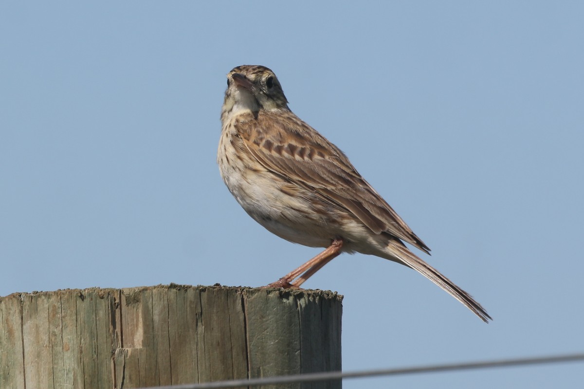 Bisbita Neozelandés (grupo australis) - ML211802301