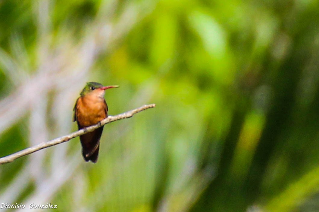 Cinnamon Hummingbird - ML211802521