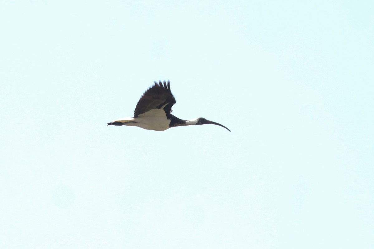ibis slámokrký - ML211802941