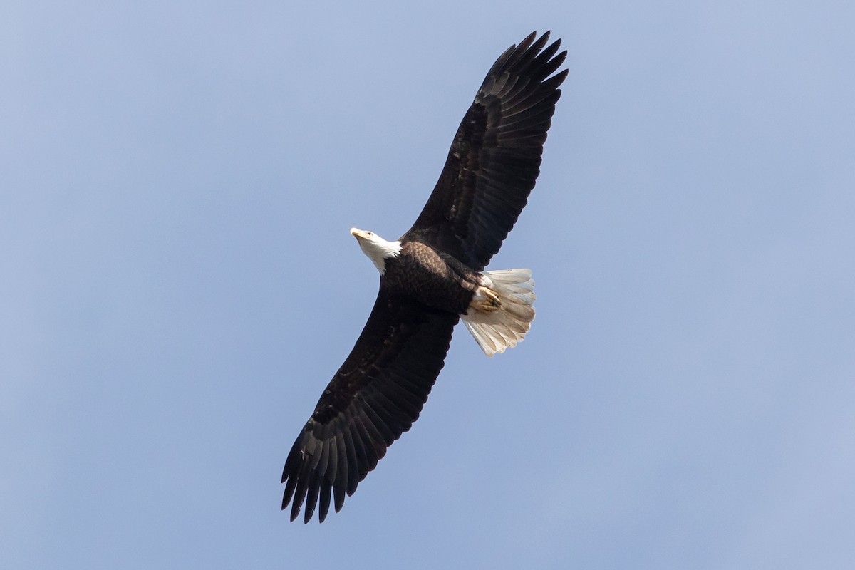 Weißkopf-Seeadler - ML211804611