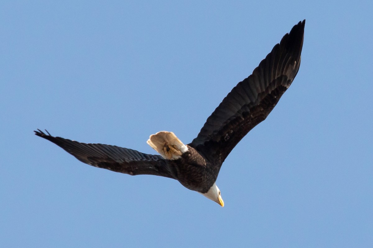 Weißkopf-Seeadler - ML211804631