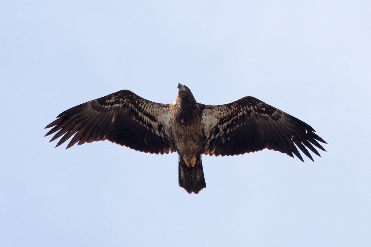 Bald Eagle - Ashley Bradford