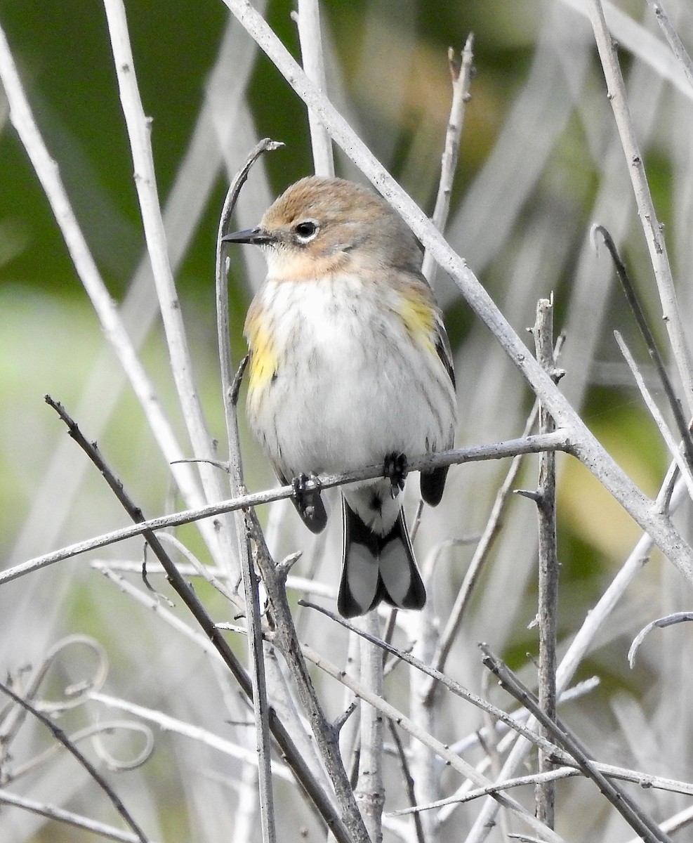 Yellow-rumped Warbler (Myrtle) - ML211805761