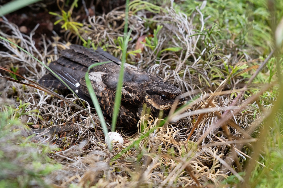 Diabolical Nightjar - ML211805781