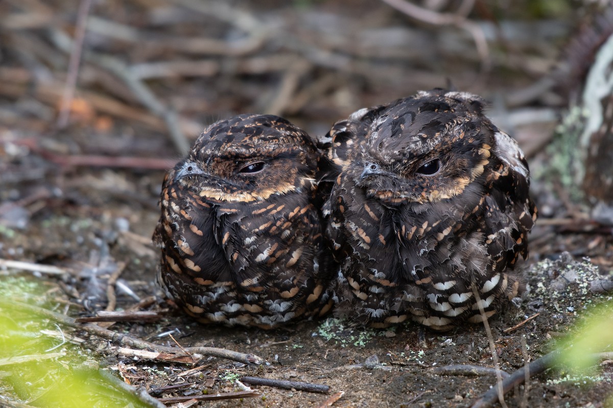 Diabolical Nightjar - ML211805791