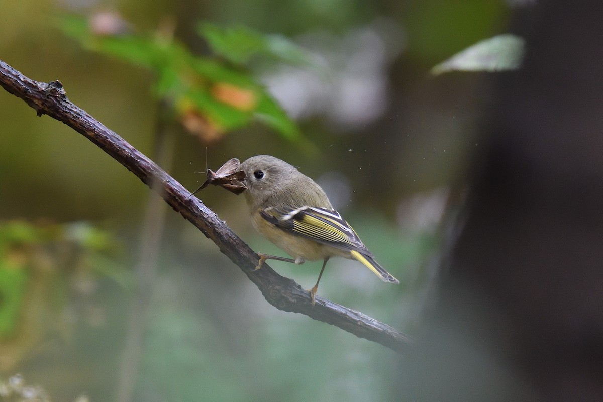Ruby-crowned Kinglet - ML211808711