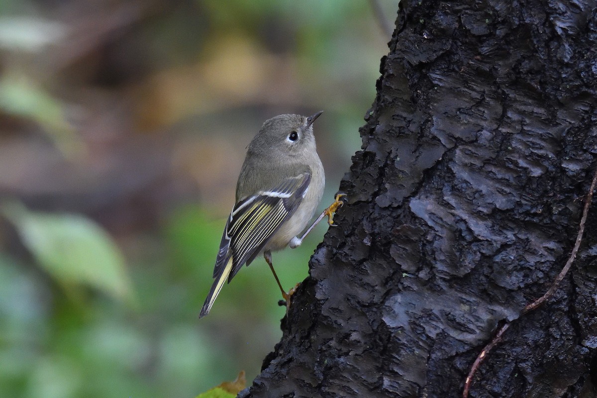 Ruby-crowned Kinglet - ML211808721