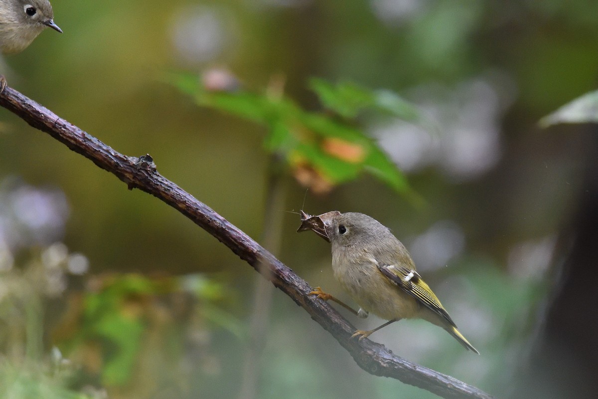 Ruby-crowned Kinglet - ML211808731