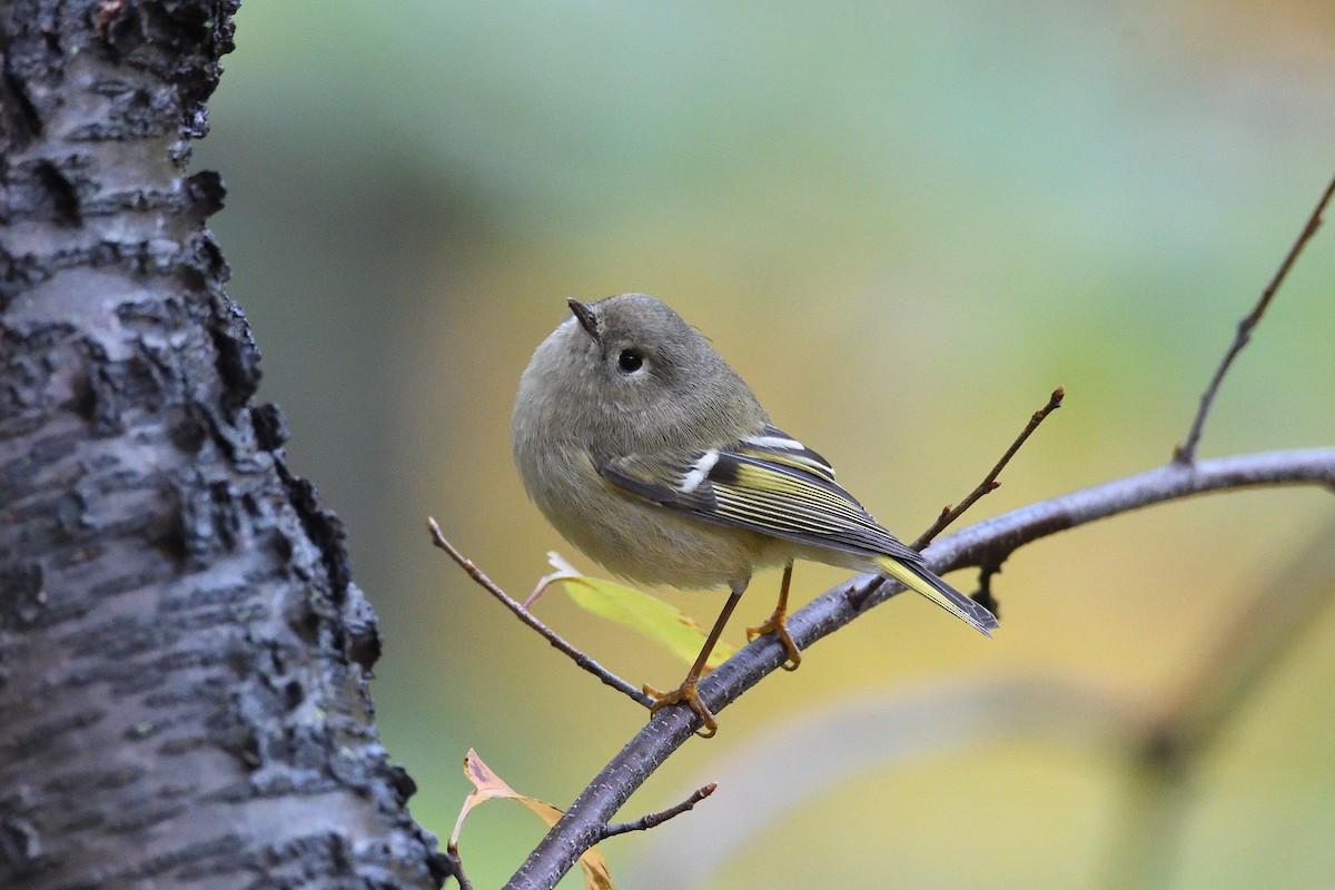 Ruby-crowned Kinglet - ML211808741