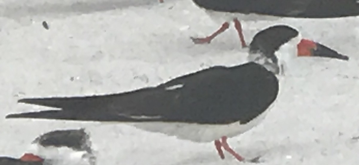 Black Skimmer - Susan Potter