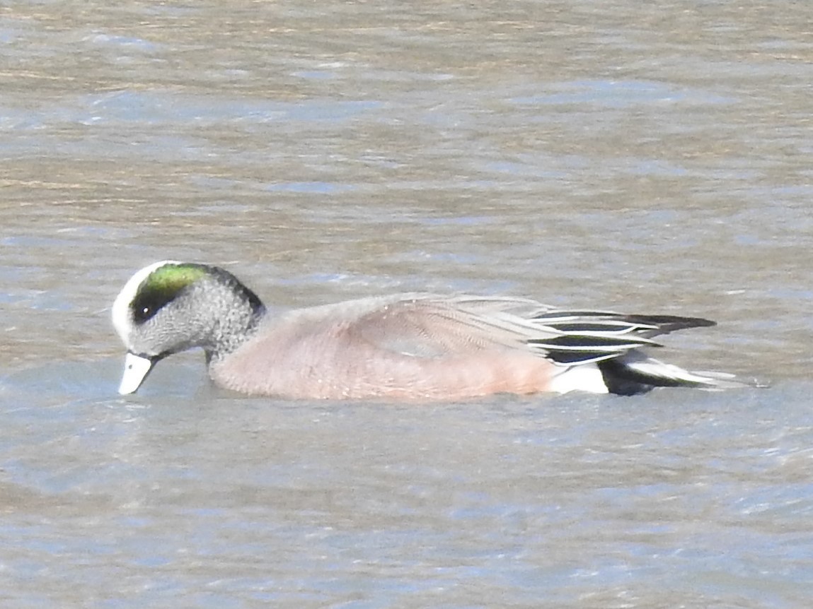 American Wigeon - ML211810701