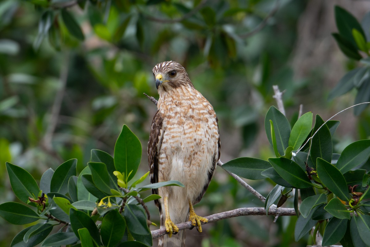 Red-shouldered Hawk - ML211810811