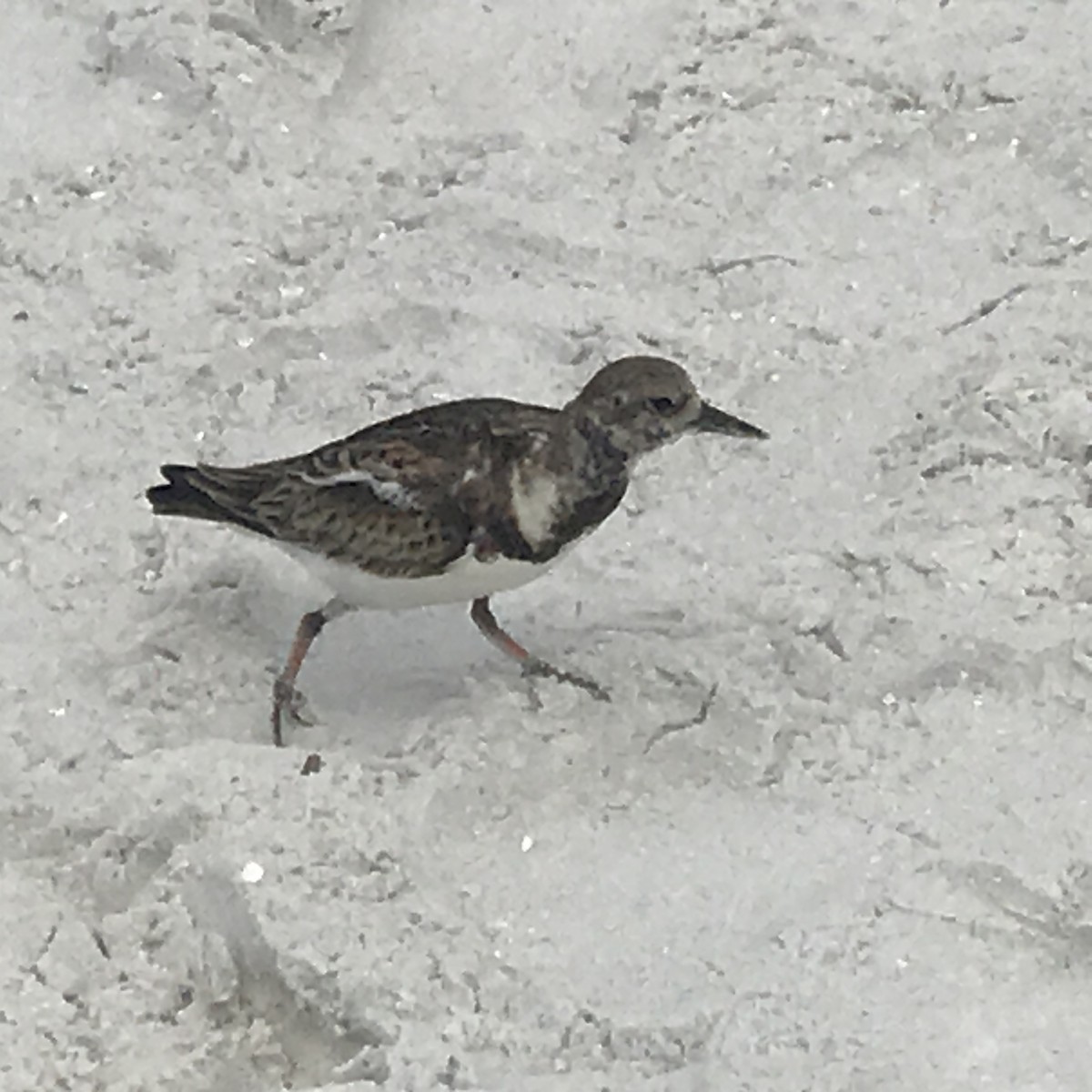 Ruddy Turnstone - ML211810861