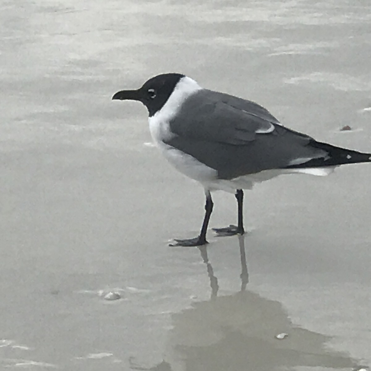 Laughing Gull - Susan Potter