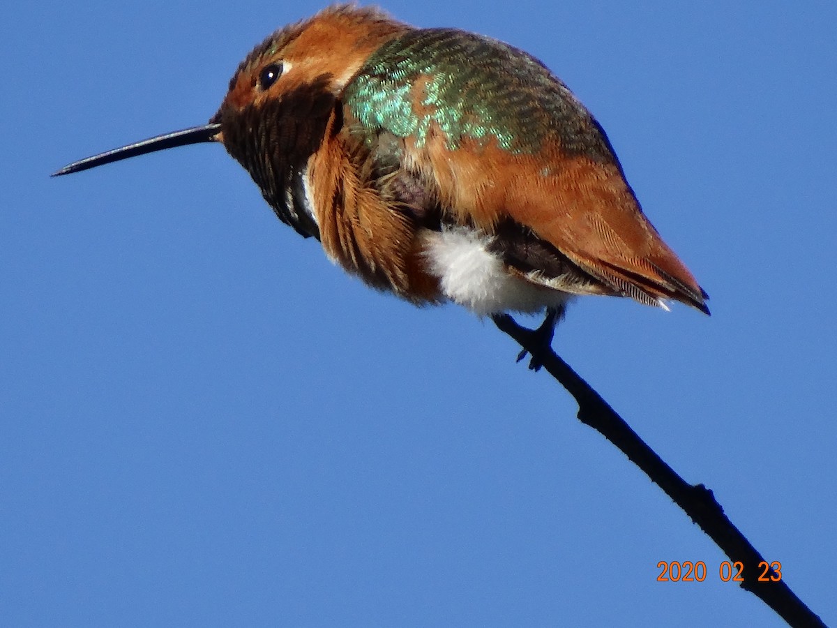 Allen's Hummingbird - ML211811601