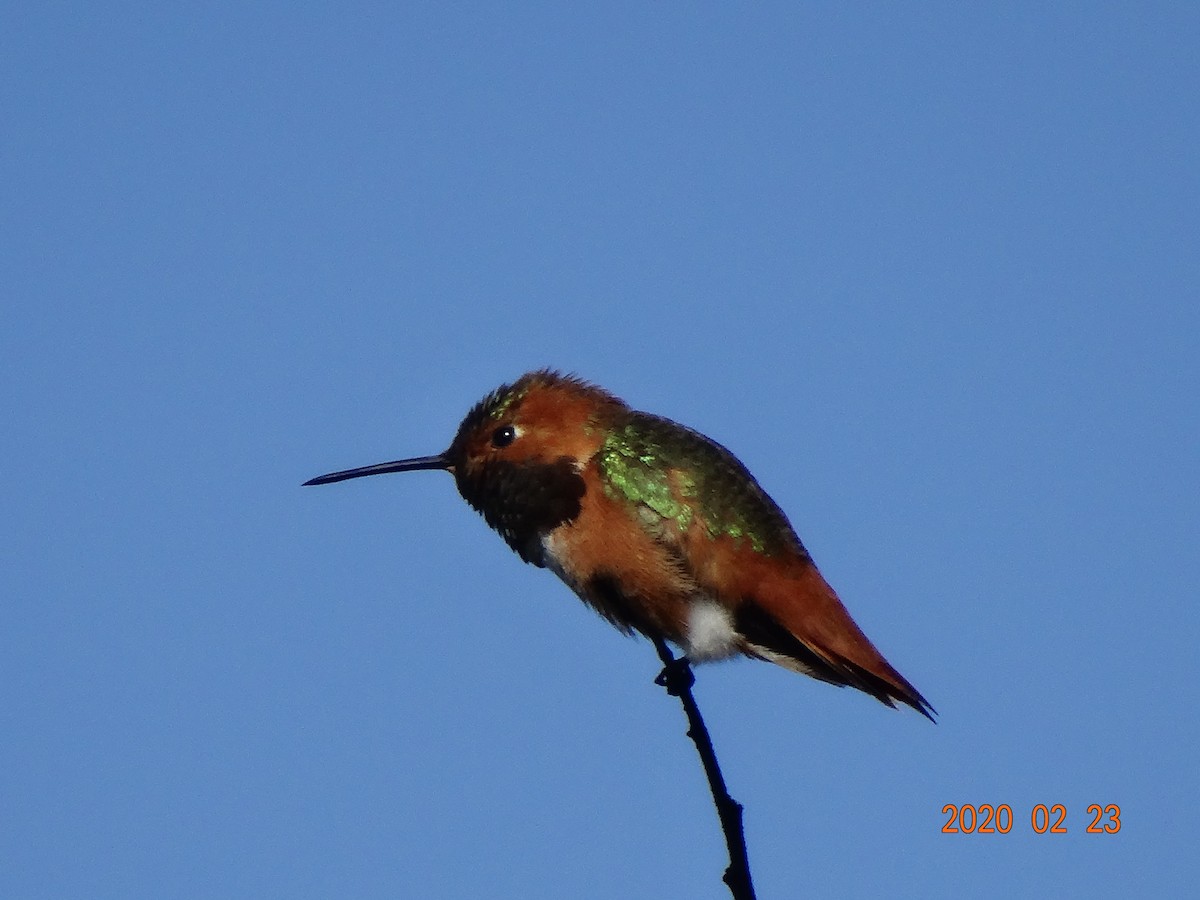 Allen's Hummingbird - ML211811671