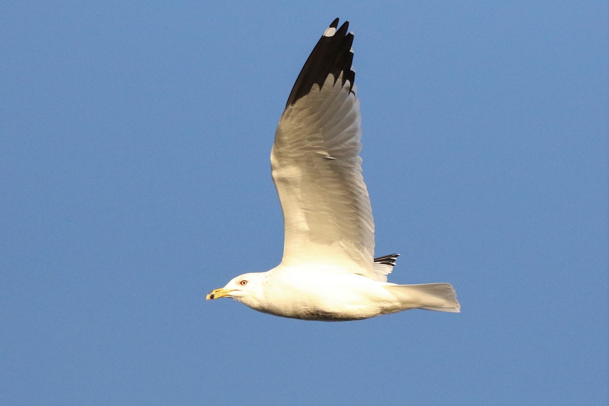 Ring-billed Gull - ML211811841