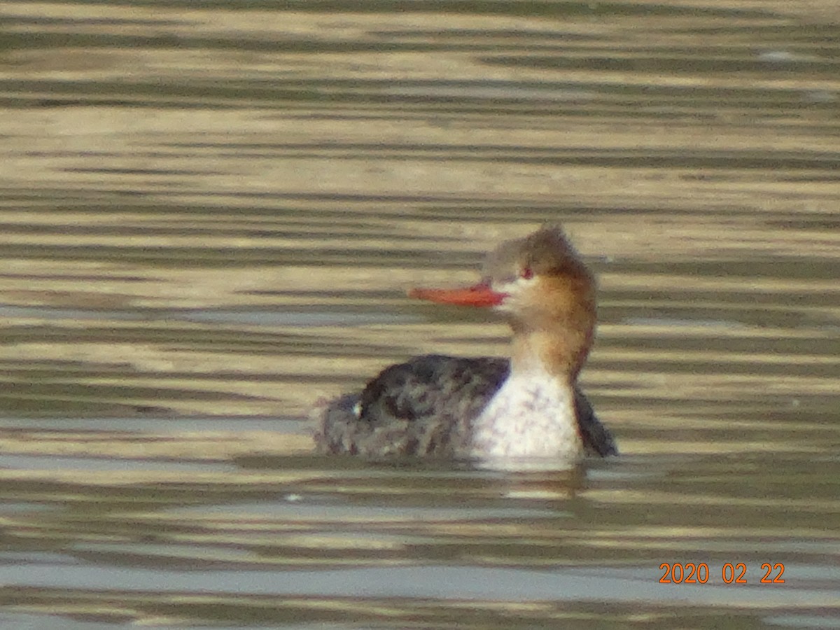 Red-breasted Merganser - ML211813381