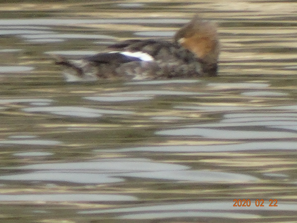 Red-breasted Merganser - ML211813531