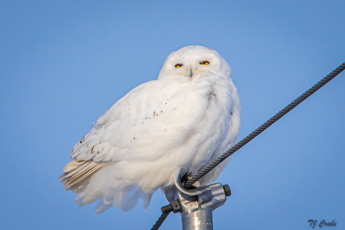 Snowy Owl - ML211814981