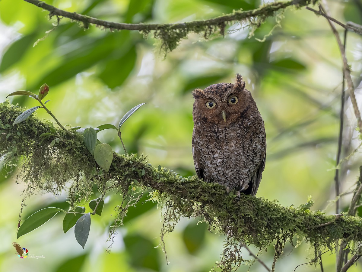 Bare-shanked Screech-Owl - fernando Burgalin Sequeria