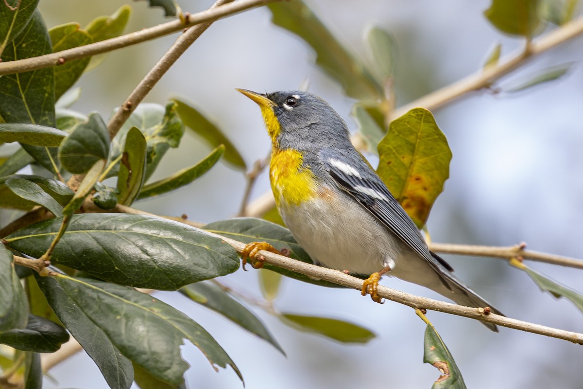 Northern Parula - ML211818201