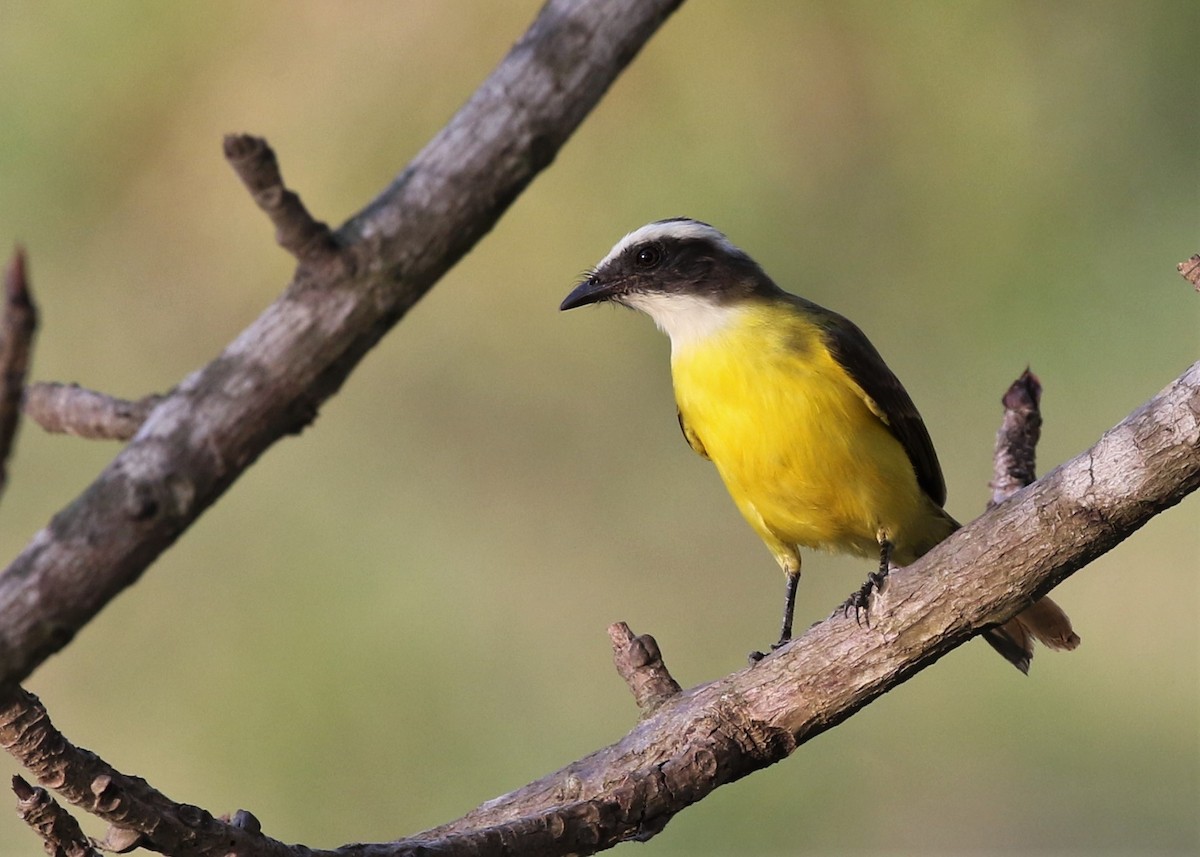 Social Flycatcher - Dean LaTray