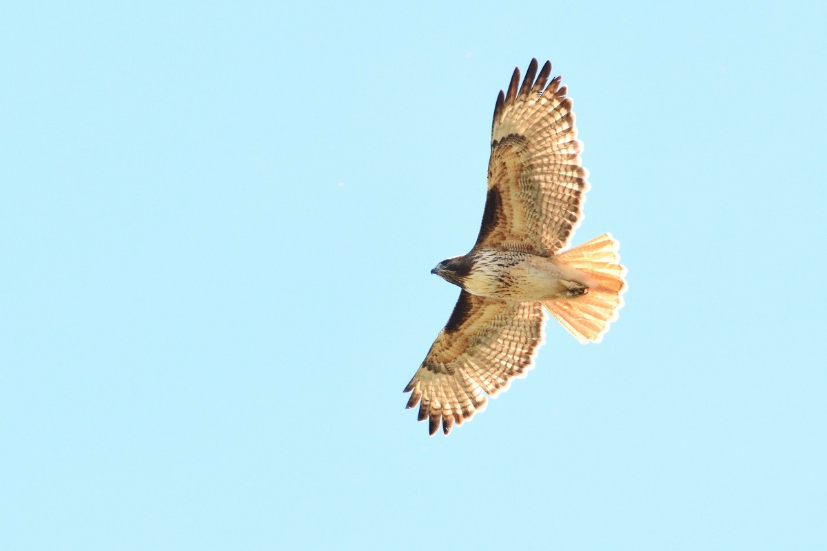 Red-tailed Hawk - ML211818481