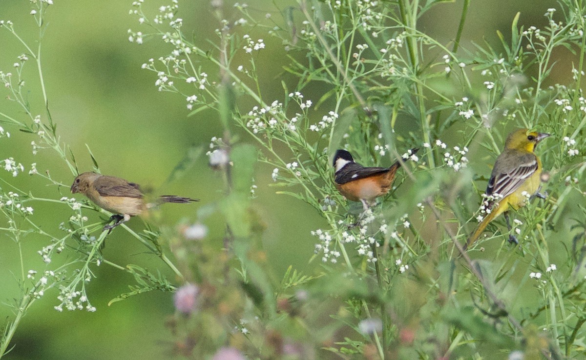 Orchard Oriole - ML211818991