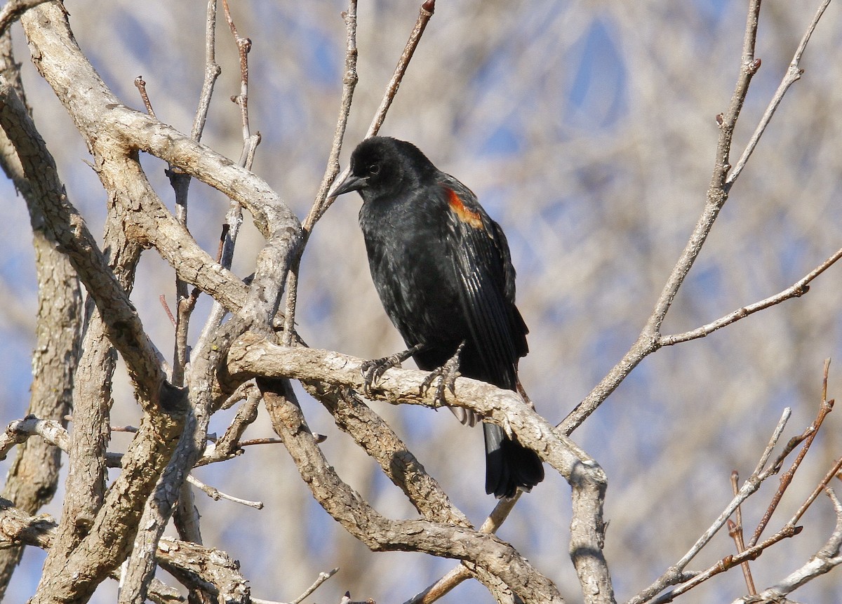 Red-winged Blackbird - Mark Hays