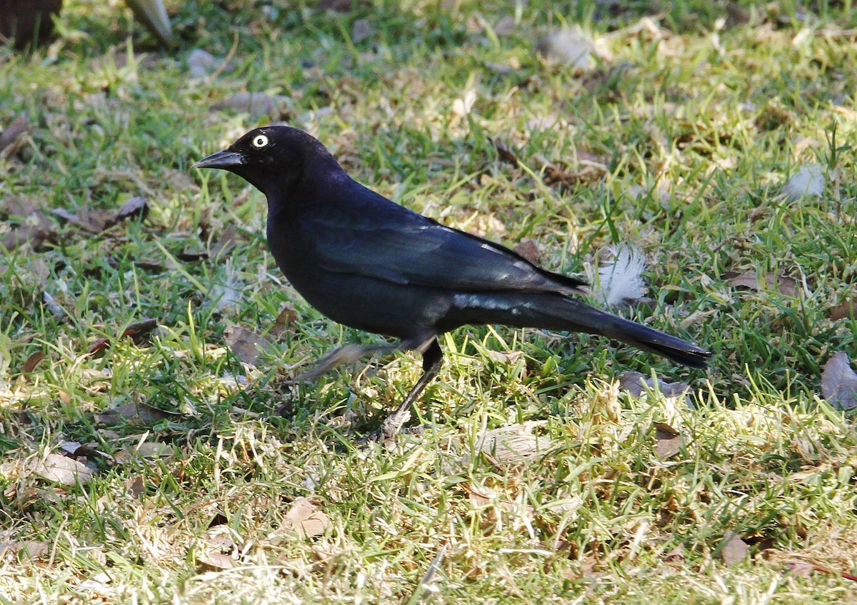 Brewer's Blackbird - ML211819081