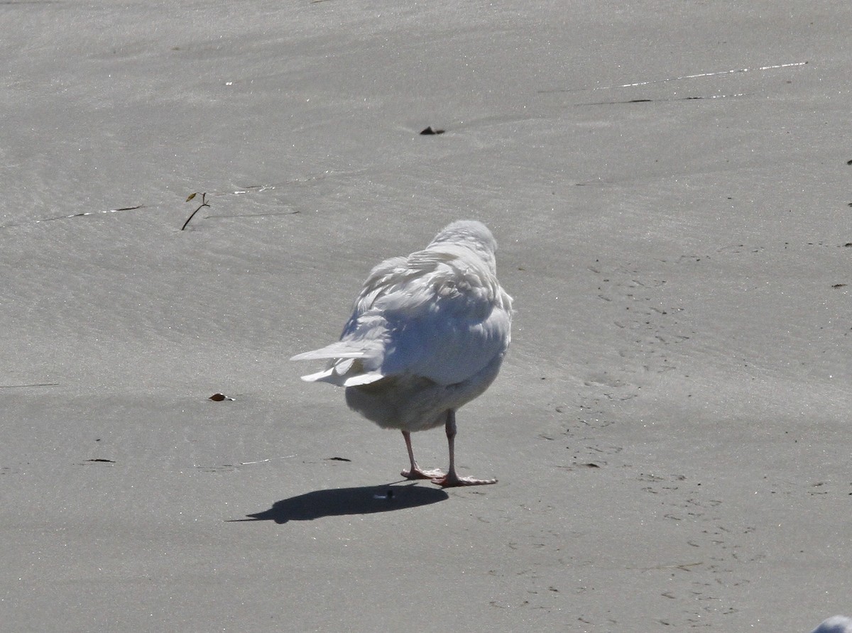 Glaucous Gull - ML211820731