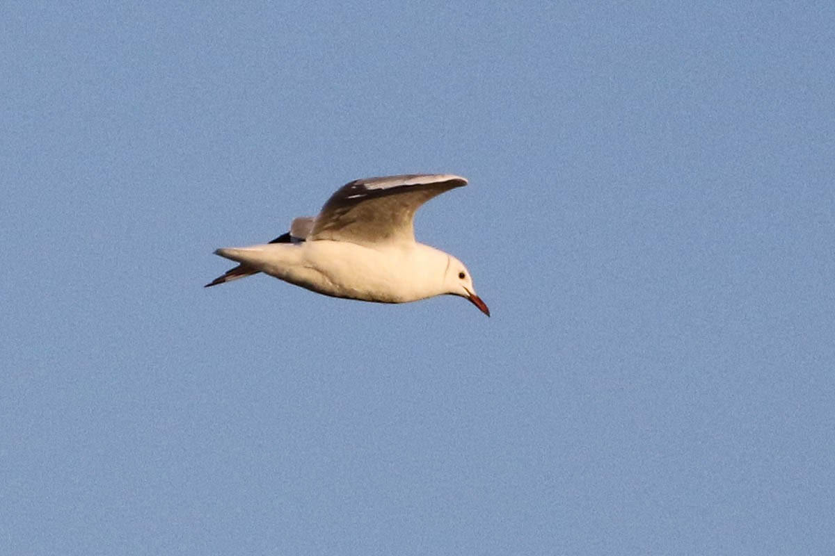 Hartlaub's Gull - ML211824261