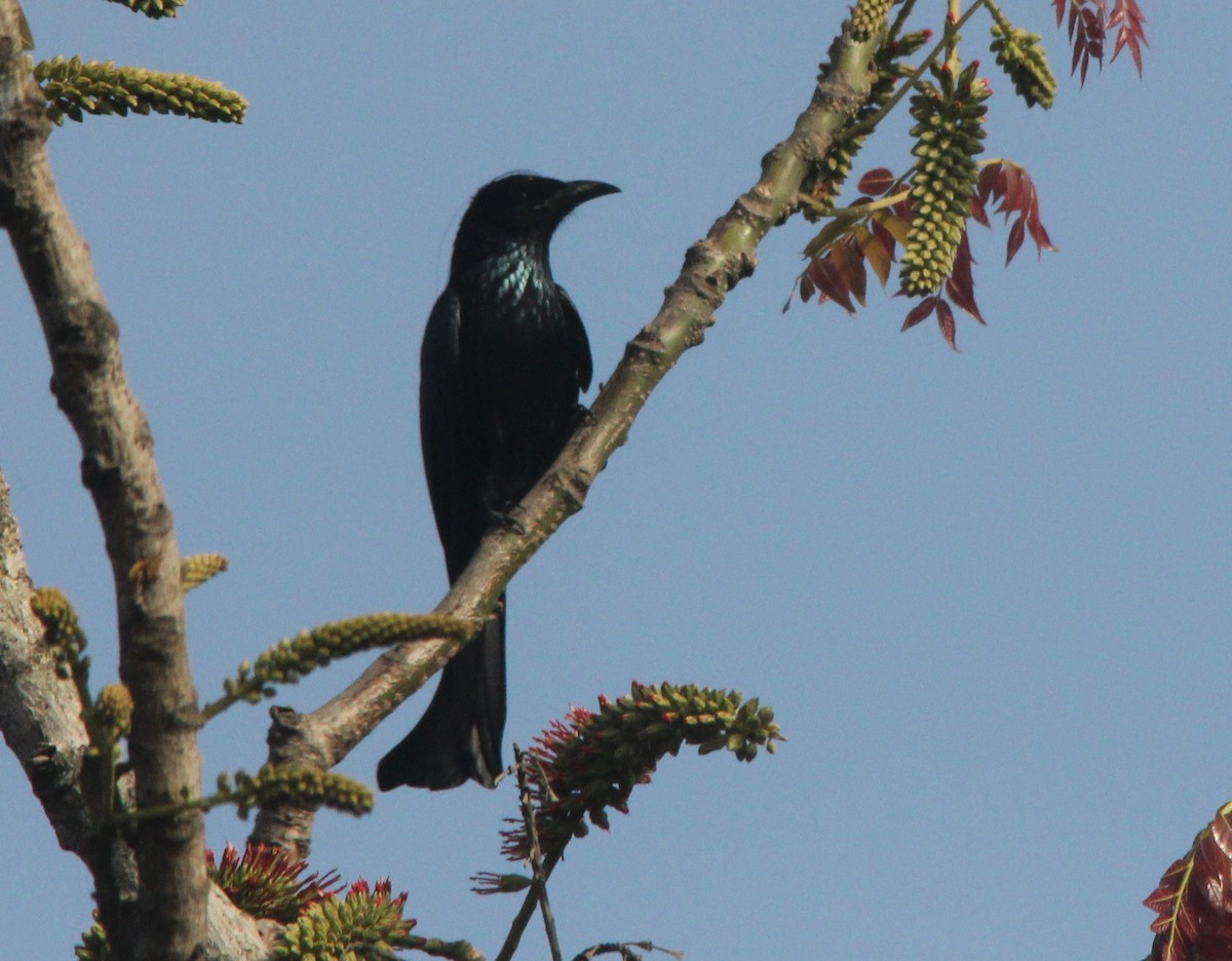 Hair-crested Drongo - ML211824561