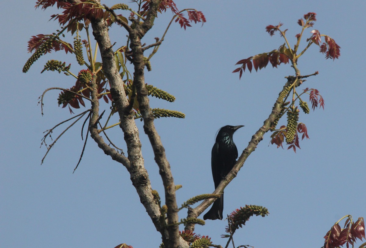 Hair-crested Drongo - ML211824571