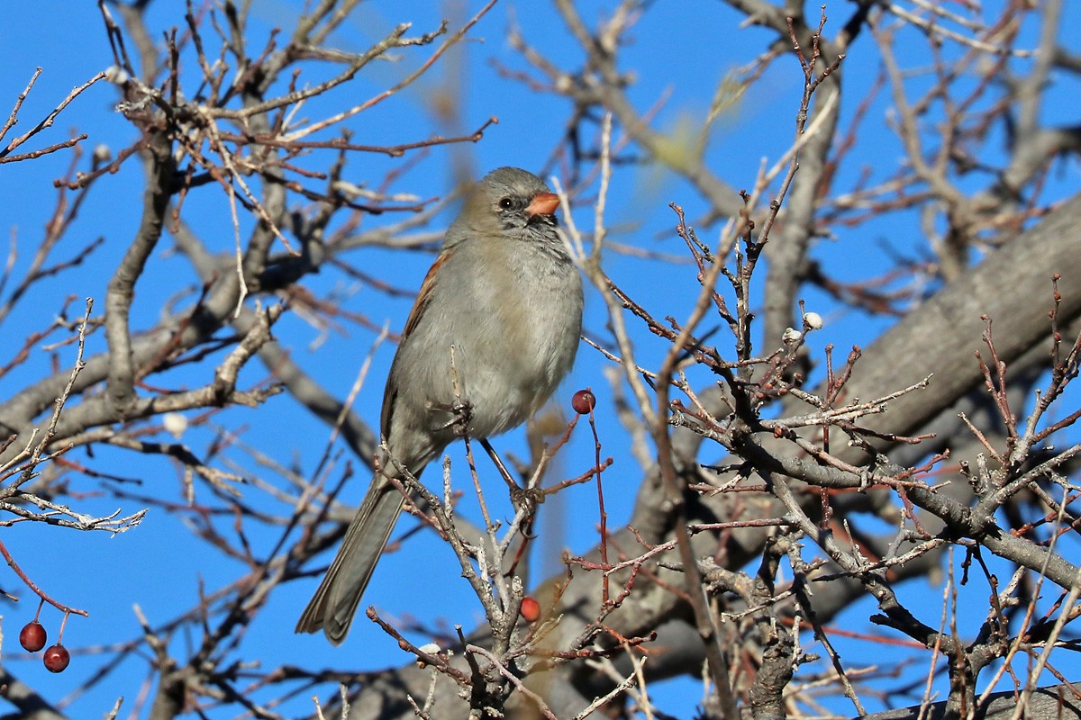 Black-chinned Sparrow - ML211824941