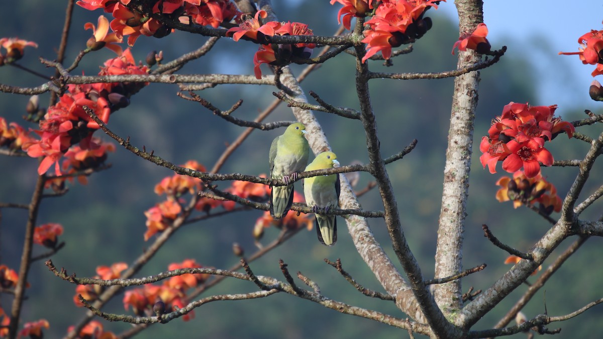 White-bellied Green-Pigeon - Chi-Hsuan Shao