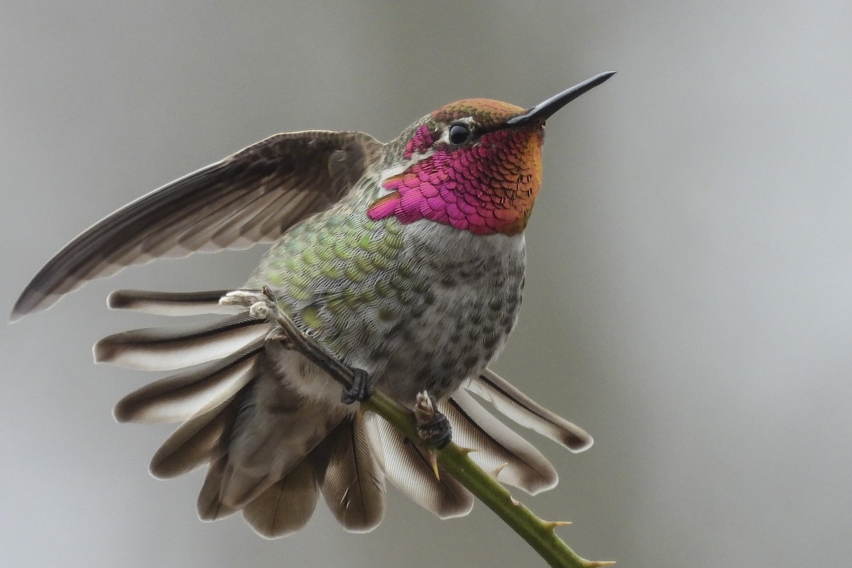 Anna's Hummingbird - John Gordon