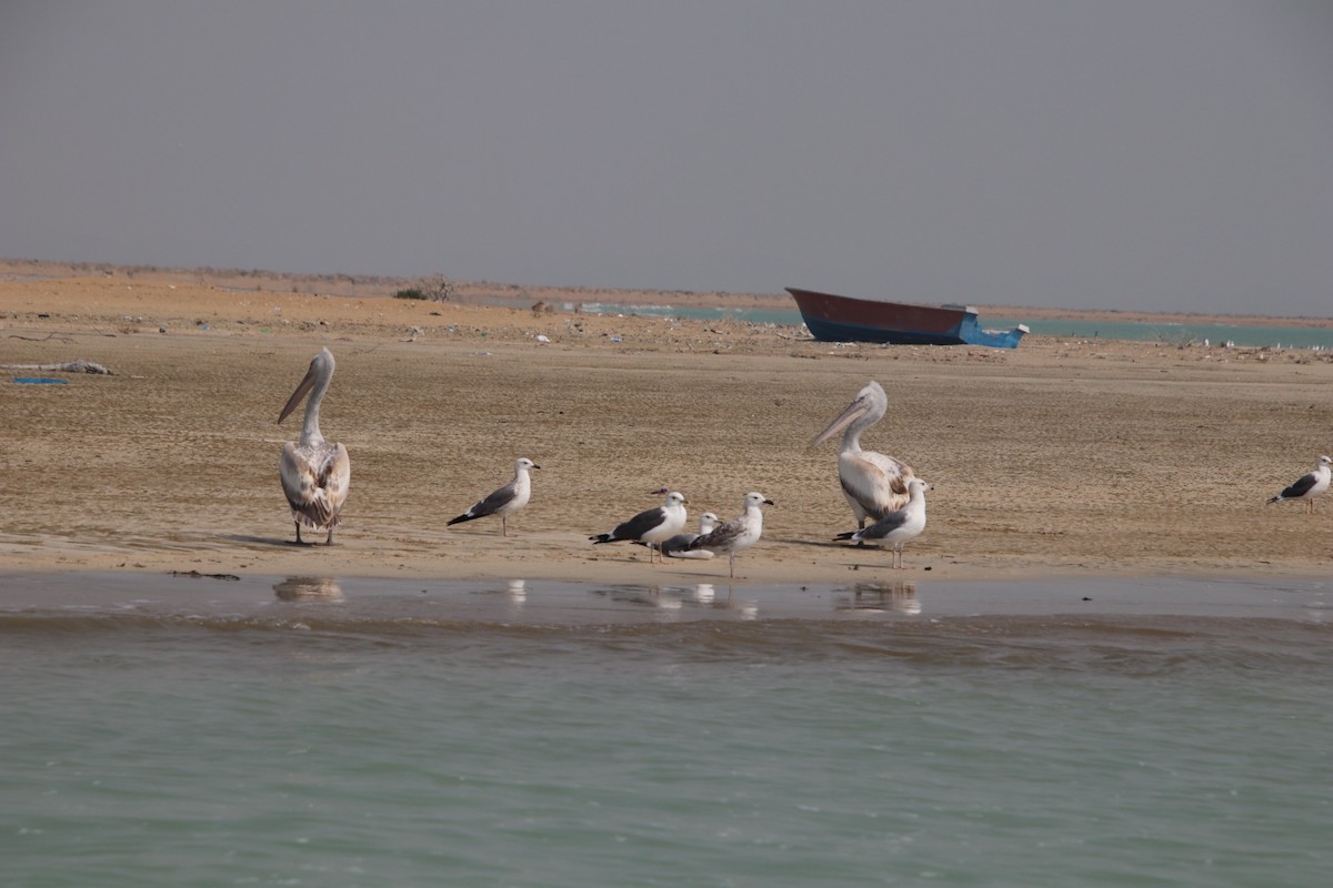 Dalmatian Pelican - Sahar Bouzari