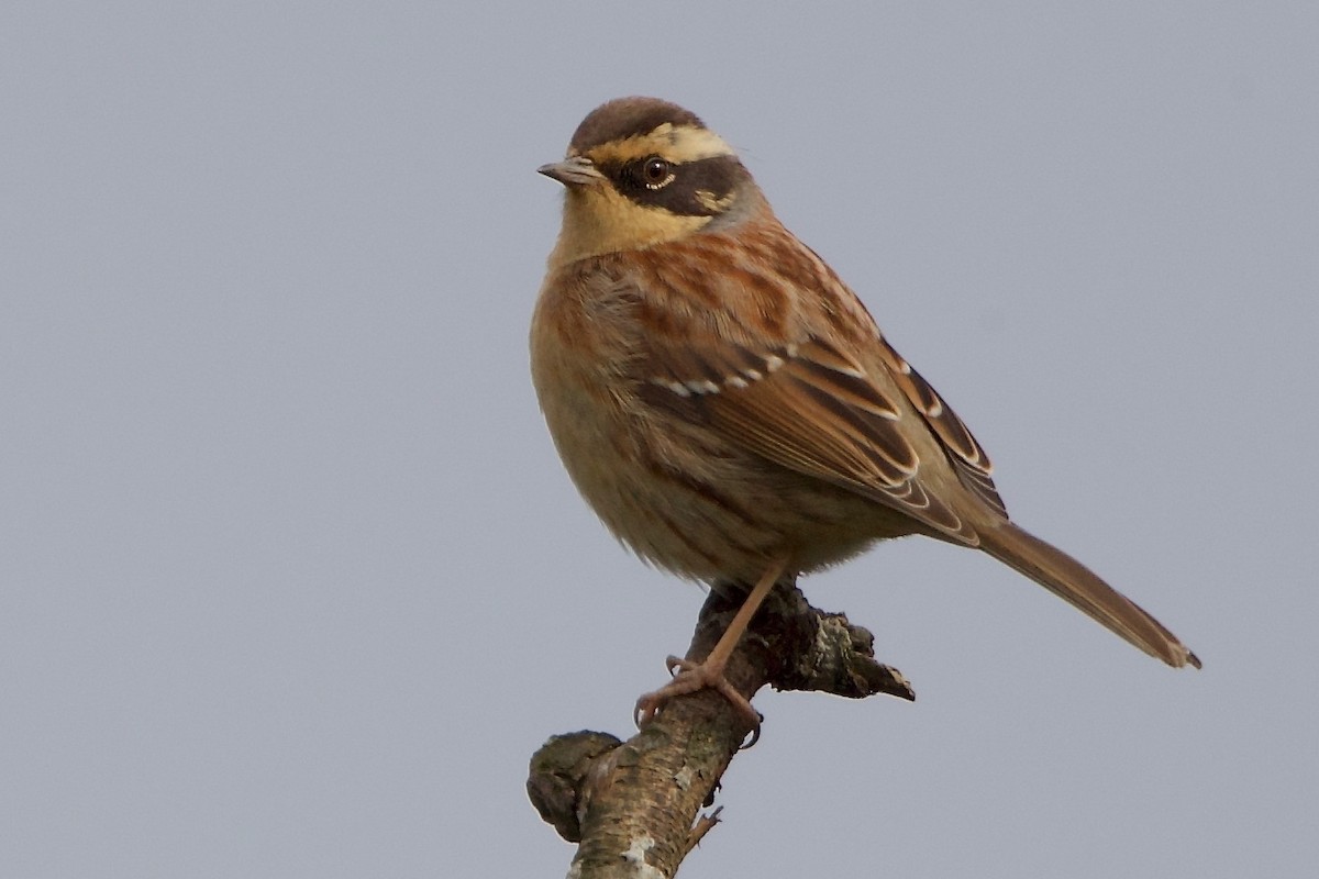 Siberian Accentor - ML211828031