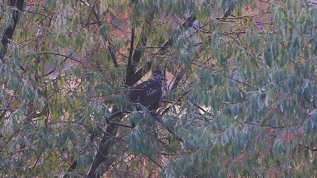 Common Black Hawk - ML211831021