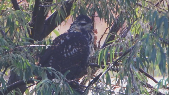 Common Black Hawk - ML211831111